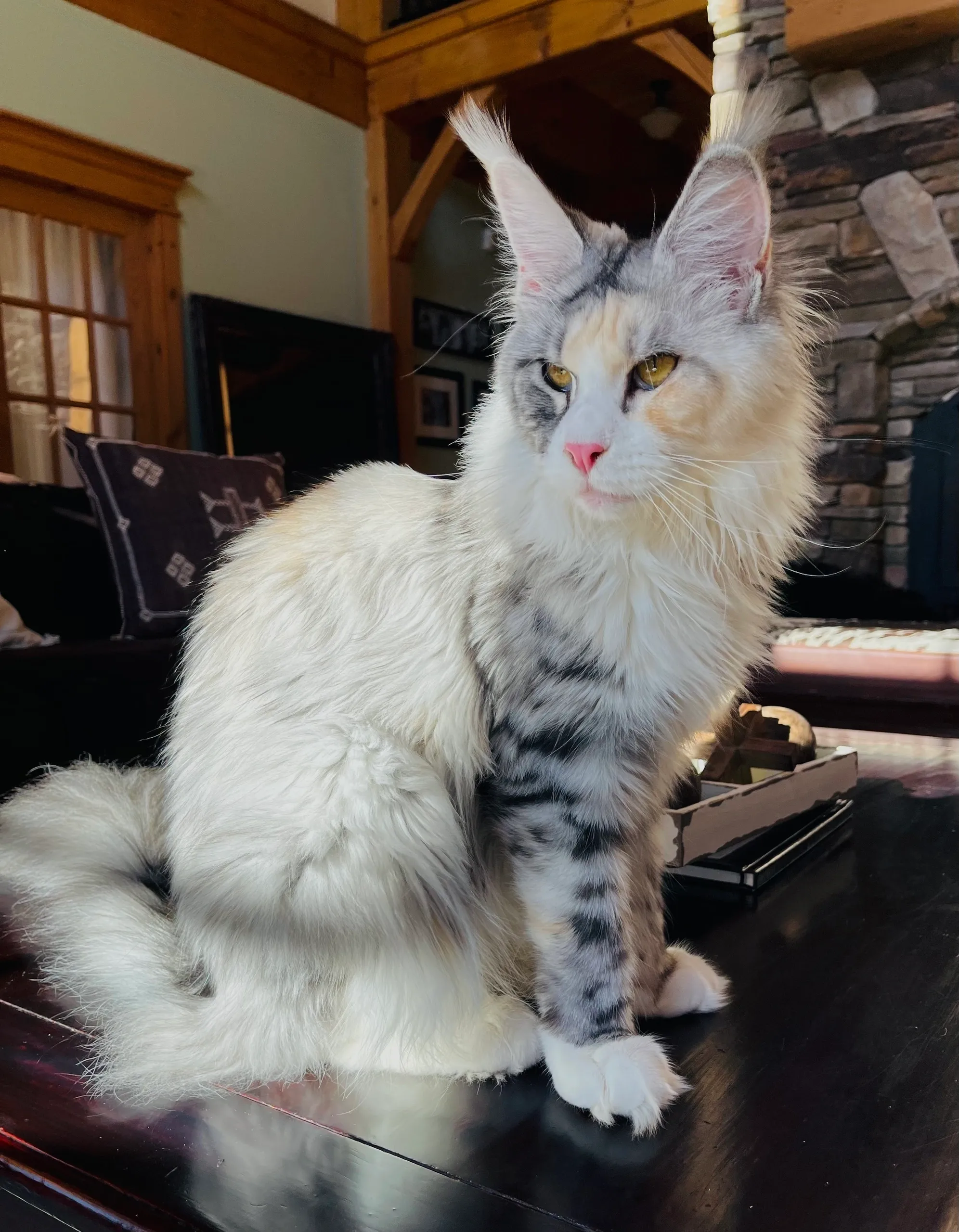 Beautiful Maine Coon Kittens for Sale Near San Francisco