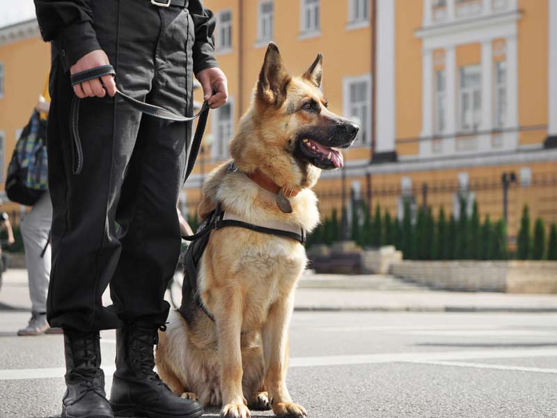 Efficient Security Dog Services in Cardiff