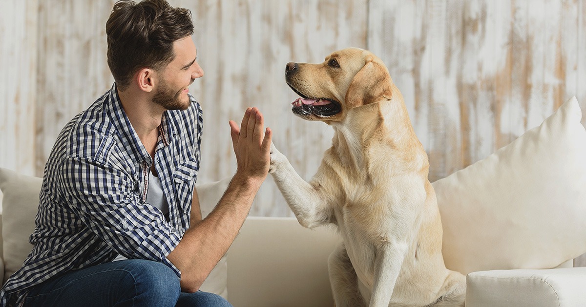 Vet Home Certs: UK-Wide Animal Health Certificates in Hand