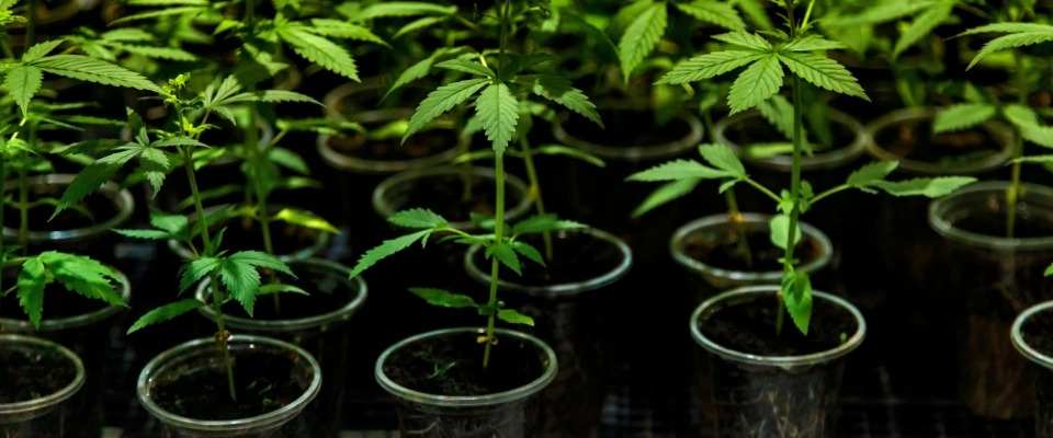Madrid Weed – Top Madrid Weed Experiences | Clubs Cannabis Madrid