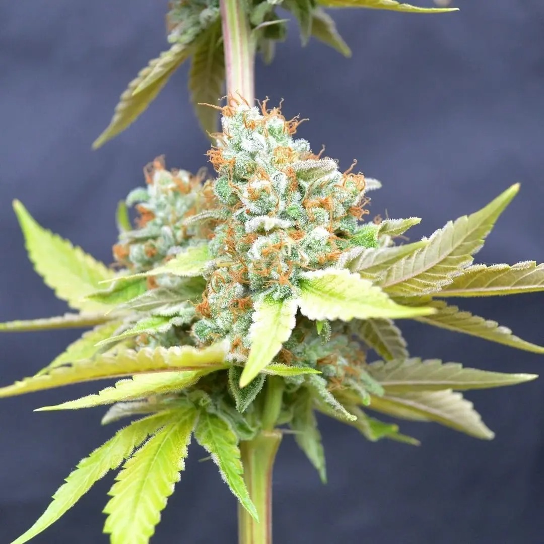 Csc hamburg – Cannabis Social Club seit 2024