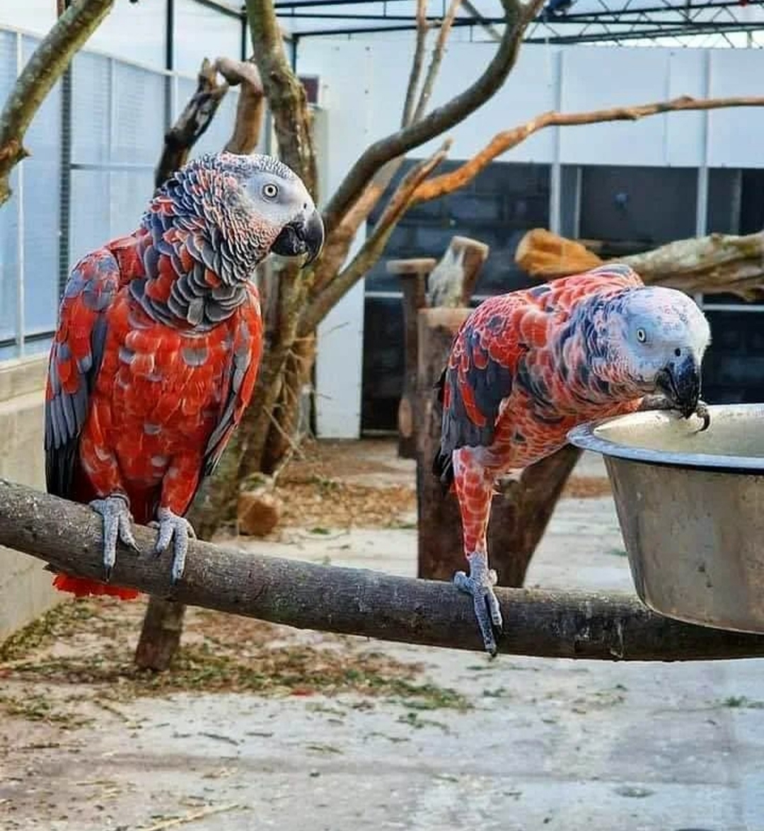 Parrot Breeder – Premium Service Amazing Birds Farm