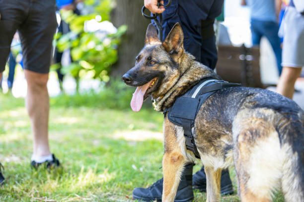 Security Dog Services Leeds – Professional K9 Security Teams