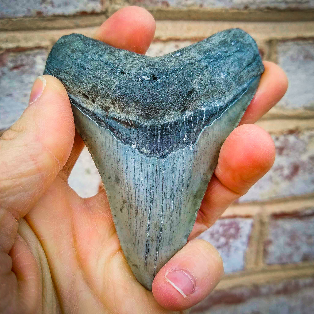 Fossil Driven Fossil Shark Teeth: Investing in Fossil History