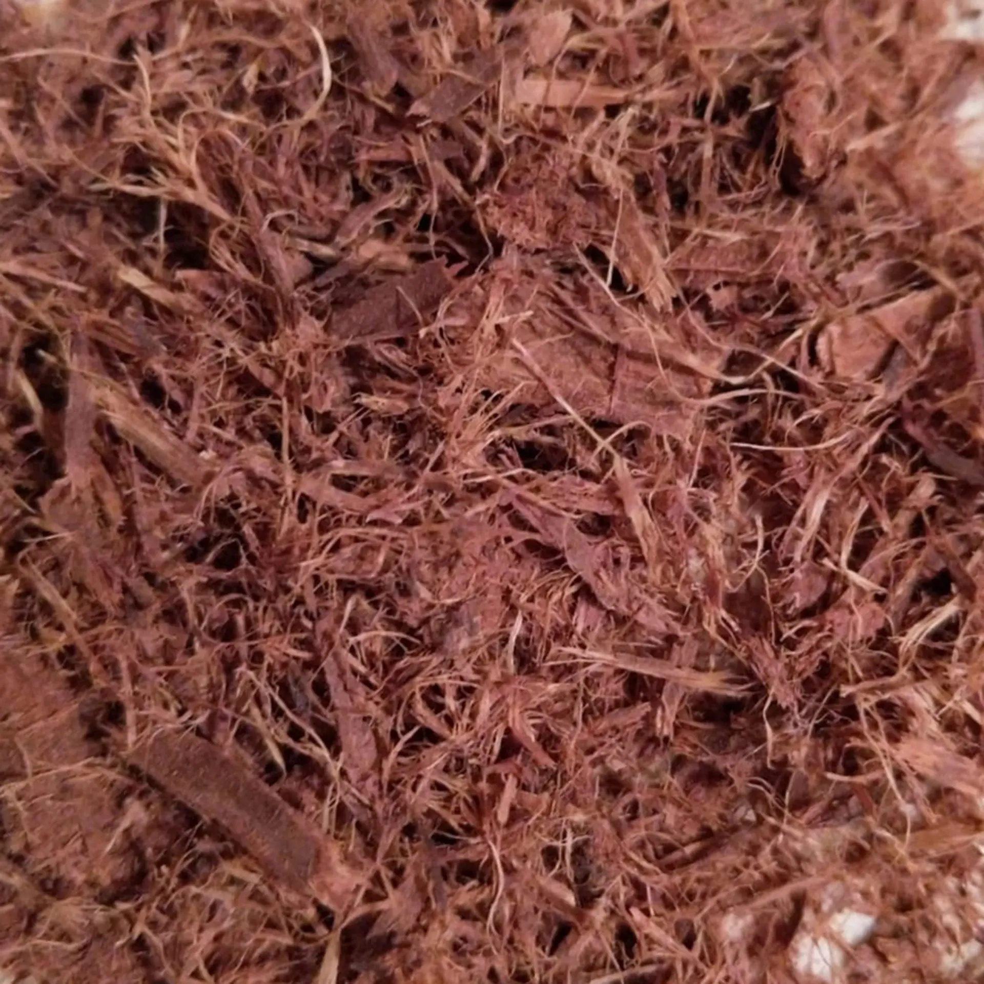 Mimosa Hostilis Root Bark Powder 1kg Price Explained for Beginners