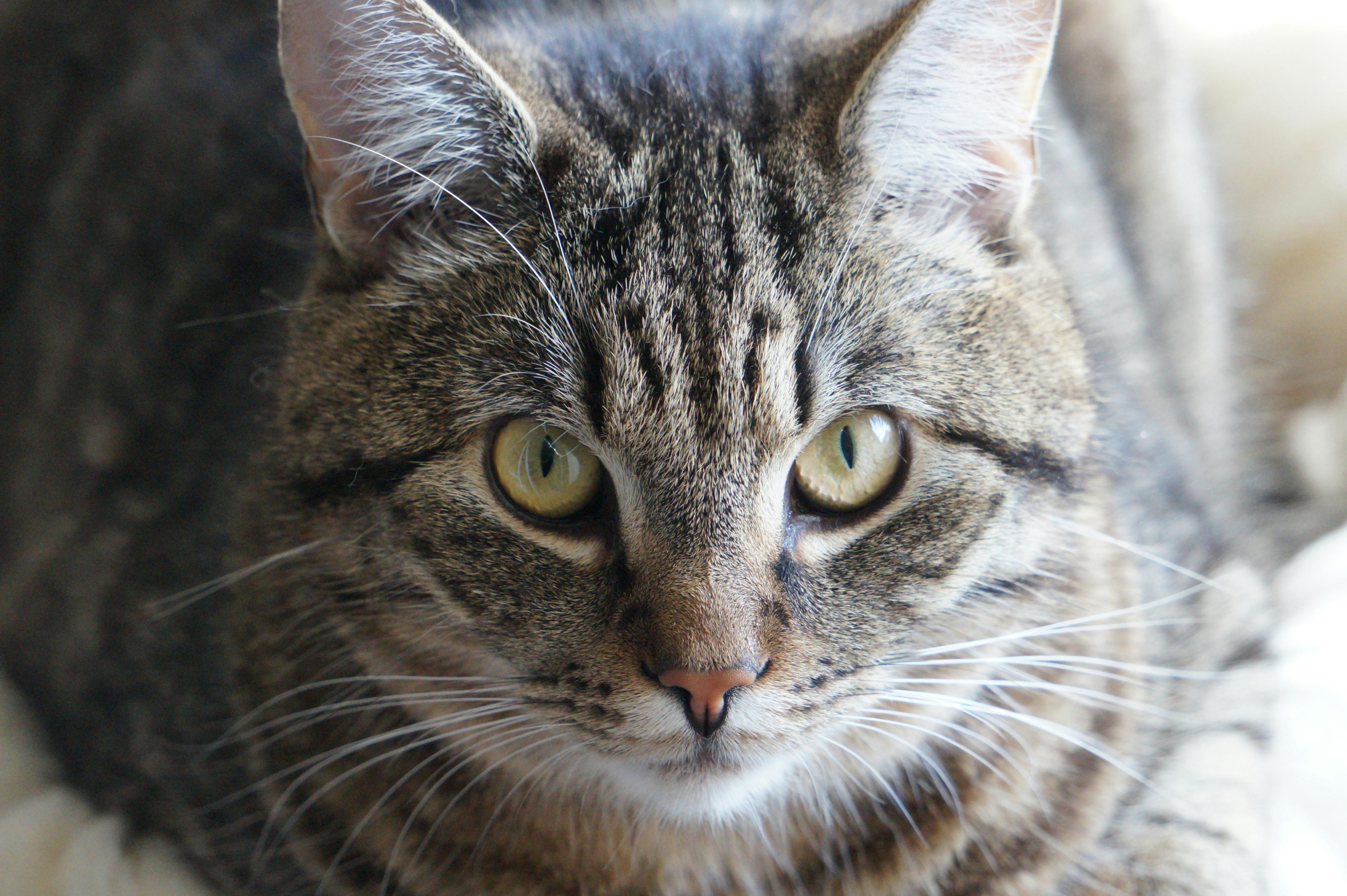 Maine Coon Kittens for Sale Sacramento – Premium Quality Breeding