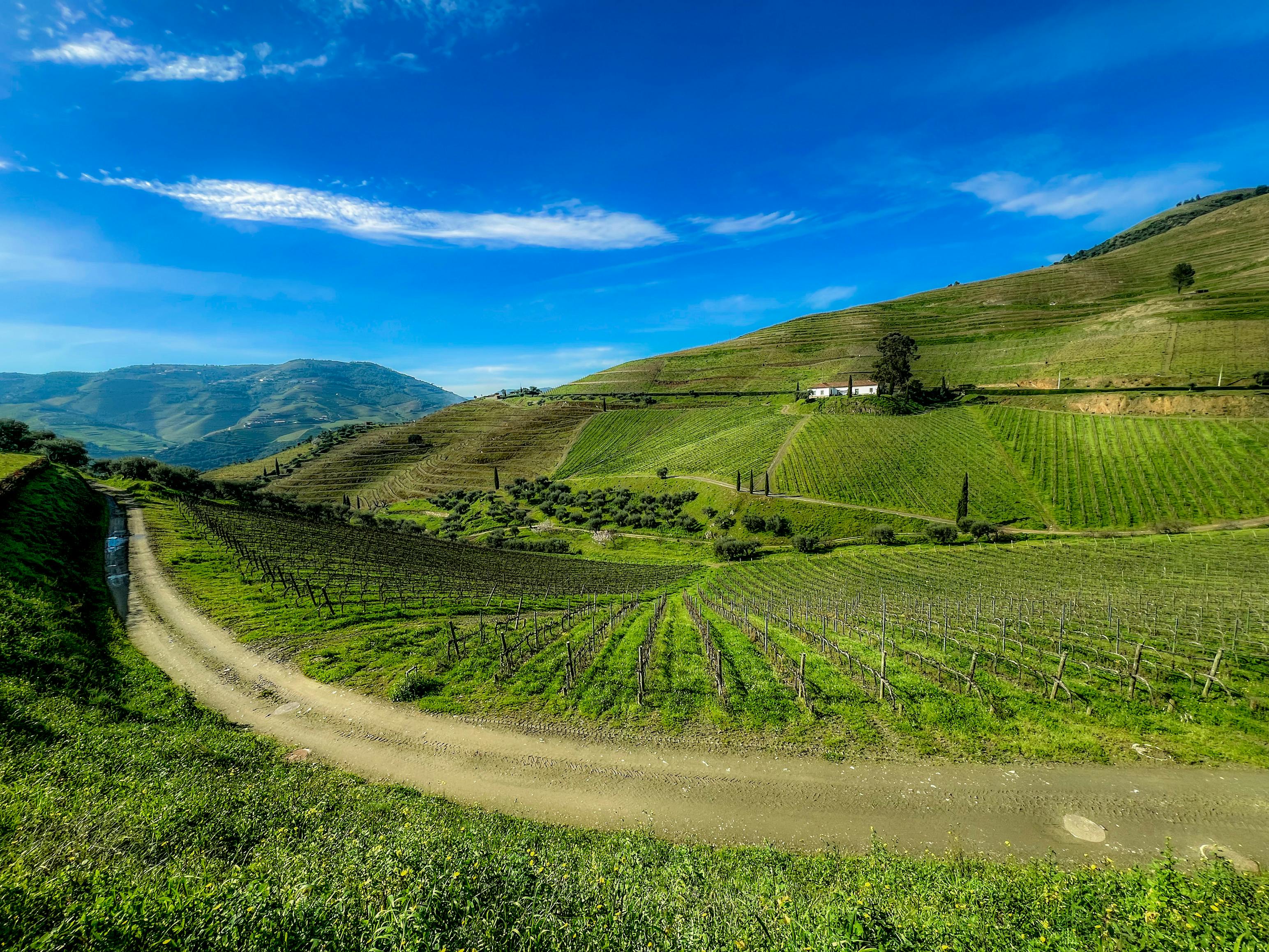 A Deep Dive Into the Wine Heritage Behind Every Winery Sacramento Tour